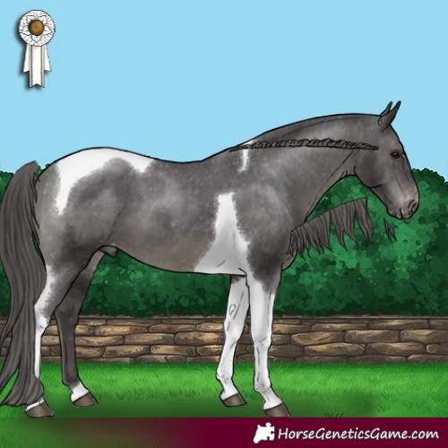 Horse Color:Smoky Black Tobiano Appaloosa 