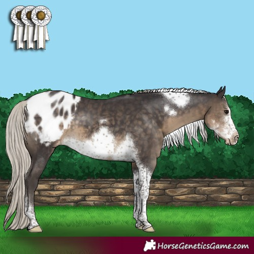 Horse Color:Silver Smoky Black Sabino Tobiano Frame Appaloosa 