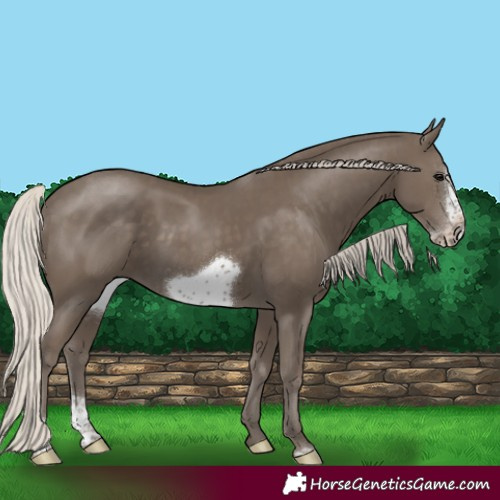 Horse Color:Silver Smoky Black Sabino Frame Rabicano 