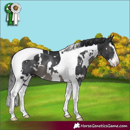 Horse Color:White Spotted Black Splash Tobiano