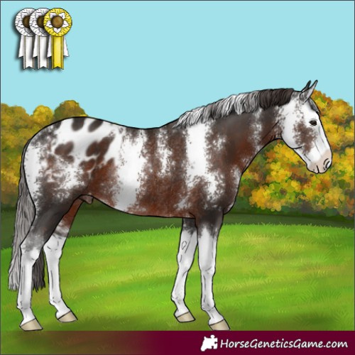 Horse Color:Liver Chestnut Sabino Splash Appaloosa Rabicano