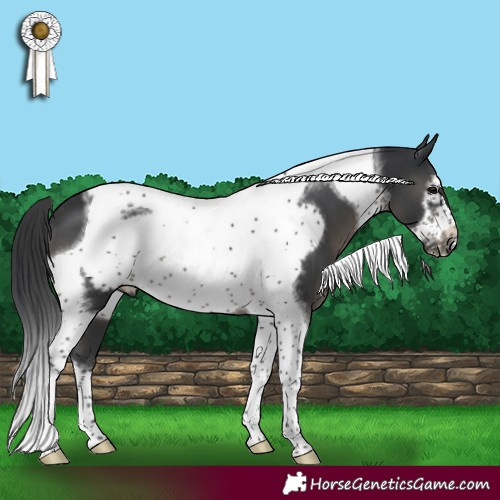 Horse Color:Black Tobiano Frame 