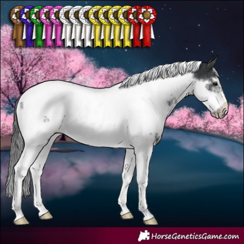 Horse Color:White Spotted Black Tobiano Frame Appaloosa 