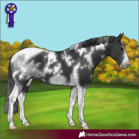 Horse Color:White Spotted Black Tobiano Frame