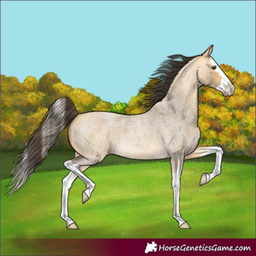 Horse Color:Buckskin Roan Dun Splash 