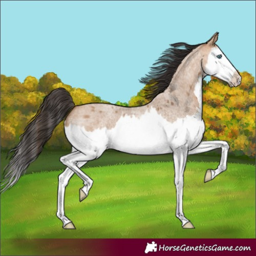 Horse Color:Bay Roan Dun Splash 
