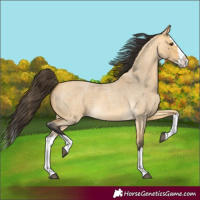 Horse Color:Buckskin Roan Dun Splash