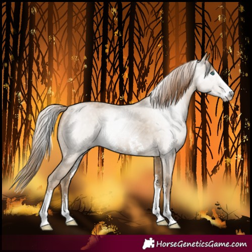 Horse Color:Gray Smoky Black Pearl Sabino Rabicano 