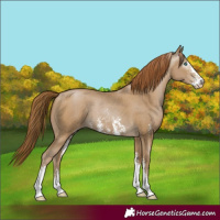 Horse Color:Gray Smoky Black Pearl Sabino Rabicano