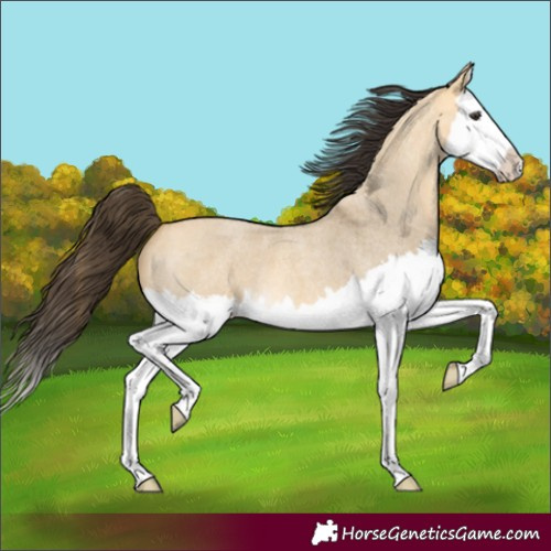 Horse Color:Buckskin Roan Dun Splash 
