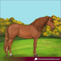 Horse Color:Chestnut 