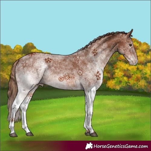 Horse Color:White Spotted Chestnut 
