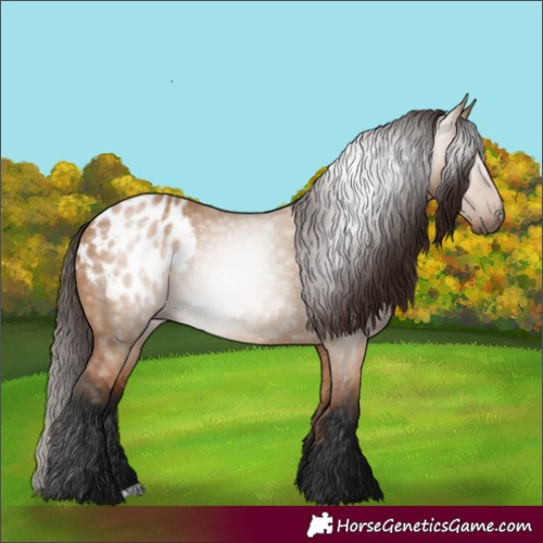 Horse Color:Gray Bay Dun Blanket 