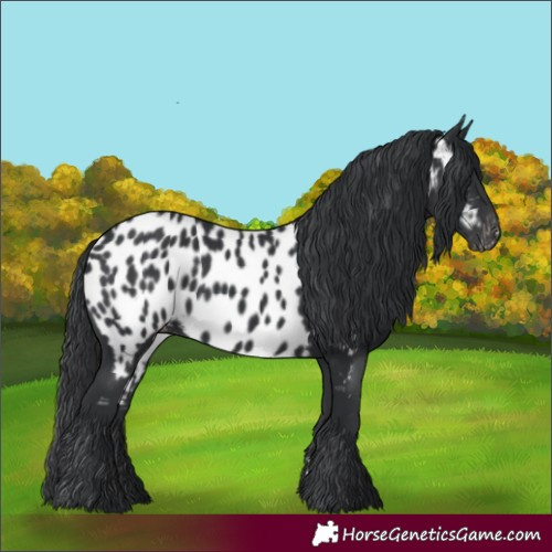 Horse Color:Black Appaloosa 
