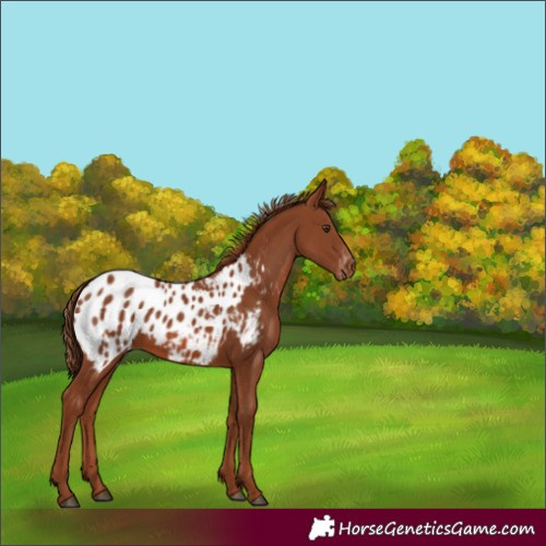 Horse Color:Chestnut Blanket 