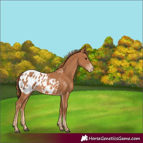 Horse Color:Chestnut Blanket 