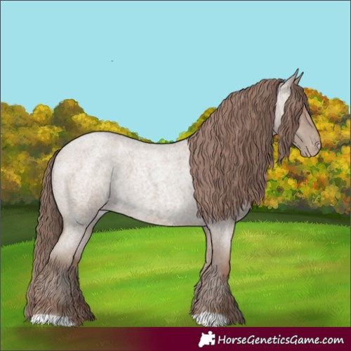 Horse Color:Classic Champagne Roan Appaloosa 