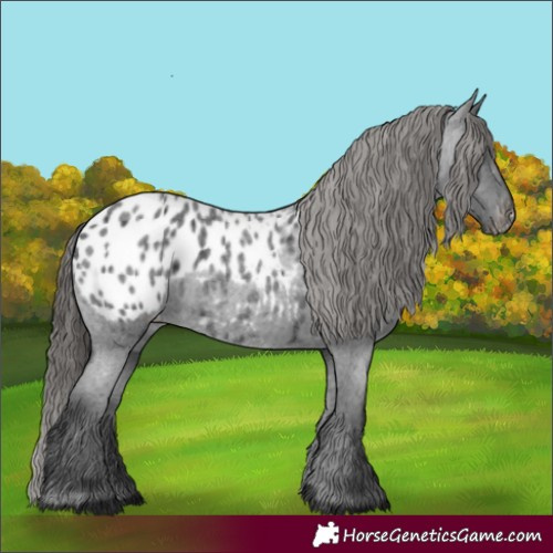 Horse Color:Blue Roan Appaloosa 