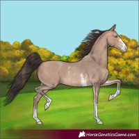 Horse Color:Amber Champagne Sabino 