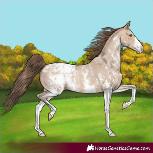 Horse Color:Amber Champagne Sabino Appaloosa 