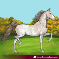 Horse Color:Amber Champagne Sabino Appaloosa