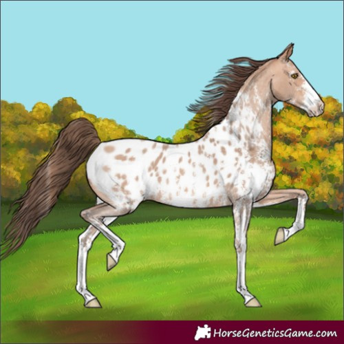 Horse Color:Amber Champagne Sabino Appaloosa