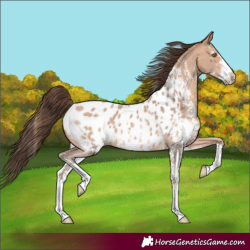 Horse Color:Amber Champagne Sabino Appaloosa 