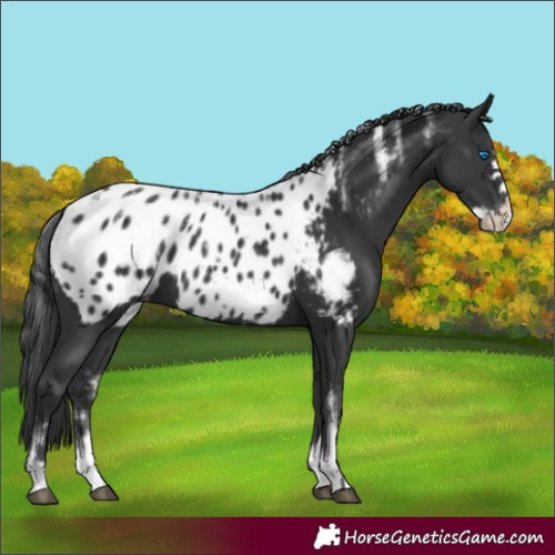 Horse Color:Powder White Black Frame Appaloosa 