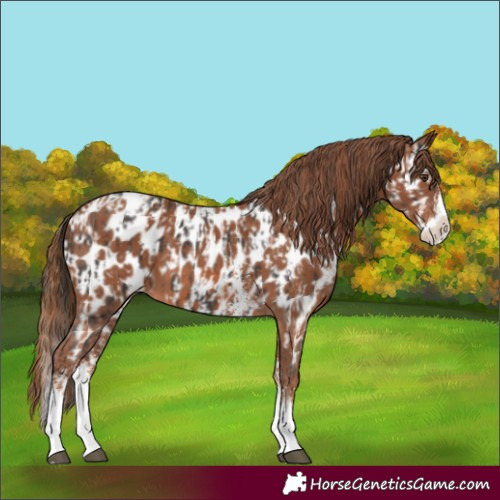 Horse Color:Liver Chestnut Sabino Splash Appaloosa  and Chestnut Sabino Splash Appaloosa 
