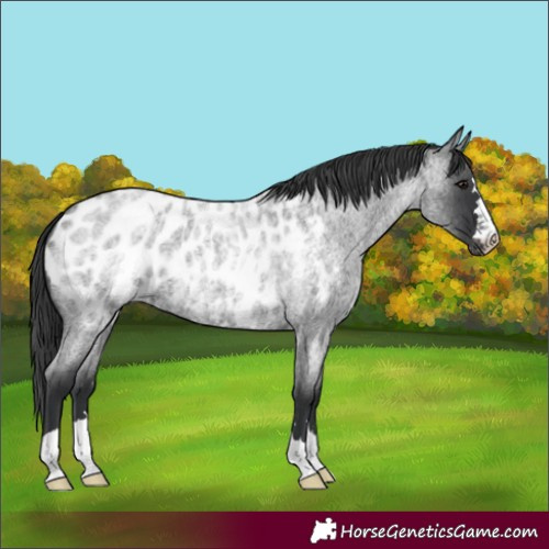 Horse Color:Blue Roan Near Leopard