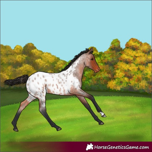 Horse Color:Bay Roan Near Leopard 