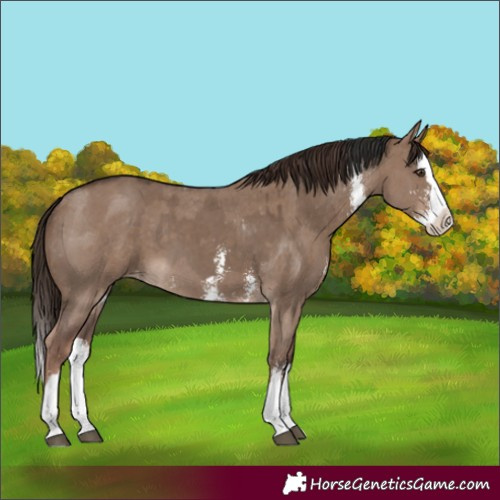 Horse Color:Liver Red Dun Sabino Splash Varnish  and Liver Red Dun Sabino Splash Varnish 