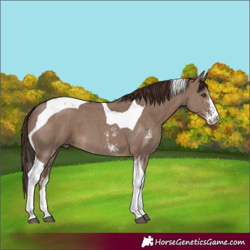 Horse Color:Liver Red Dun Sabino Tobiano