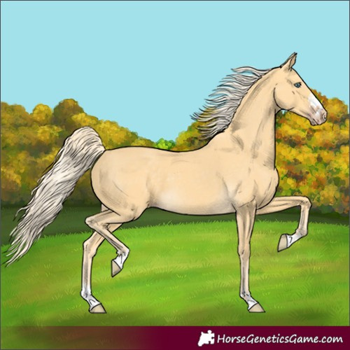 Horse Color:Gold Cream Champagne 