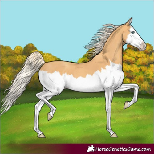 Horse Color:Gold Cream Champagne Splash 