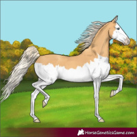 Horse Color:Gold Cream Champagne Splash 