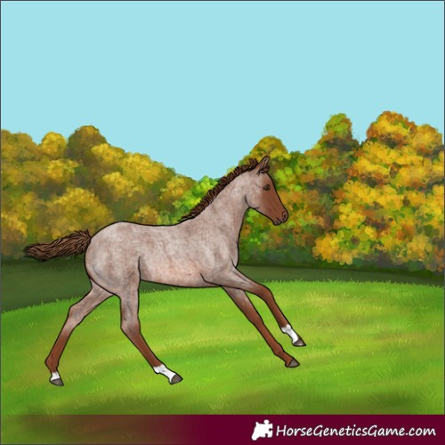 Horse Color:Red Roan Rabicano 