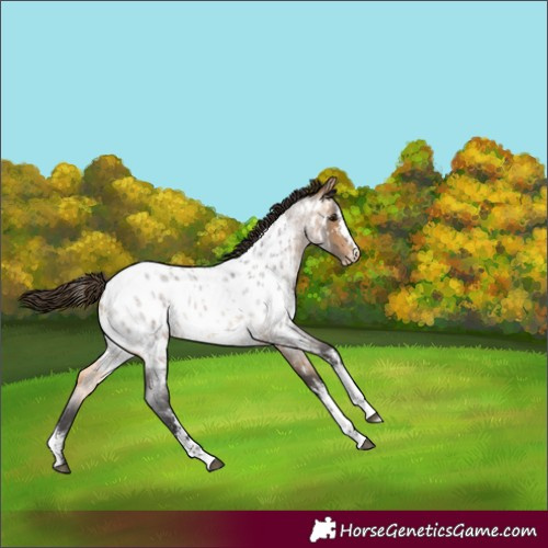 Horse Color:Buckskin Roan Sabino Appaloosa 