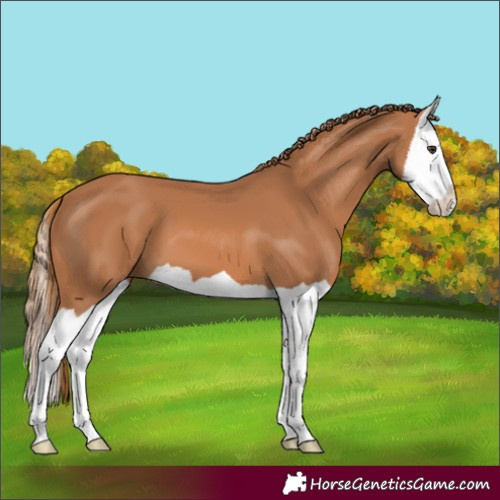 Horse Color:Chestnut Splash 