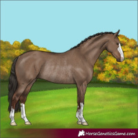 Horse Color:Liver Red Dun Rabicano 