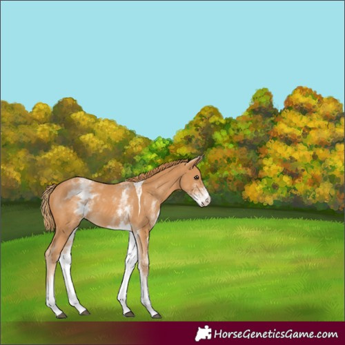 Horse Color:White Spotted Chestnut Tobiano 