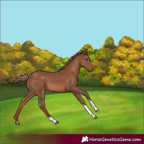 Horse Color:Chestnut Tobiano Rabicano 