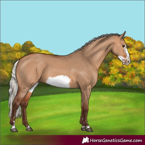 Horse Color:Silver Bay Dun Frame 