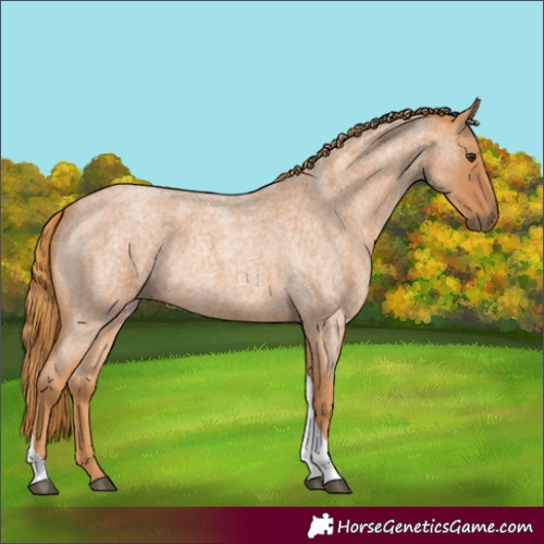 Horse Color:Red Roan Tobiano Rabicano 