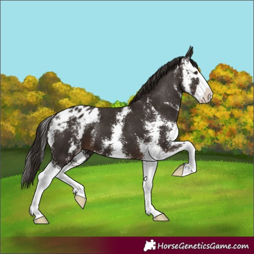 Horse Color:Liver Chestnut Sabino Splash Appaloosa