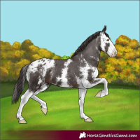 Horse Color:Liver Chestnut Sabino Splash Appaloosa 