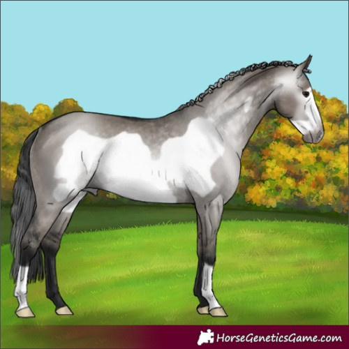 Horse Color:Gray Grullo Frame Rabicano 