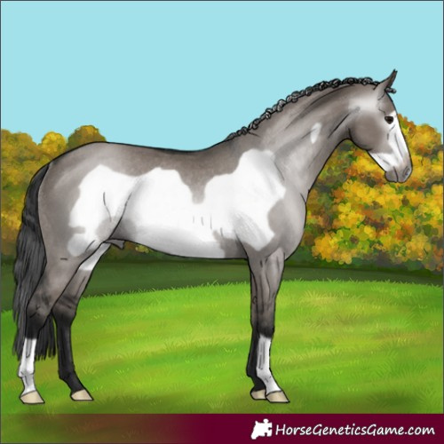 Horse Color:Gray Grullo Frame Rabicano 