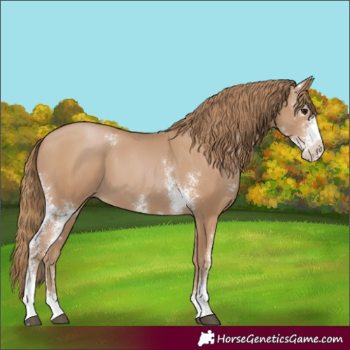 Horse Color:Black Pearl Sabino