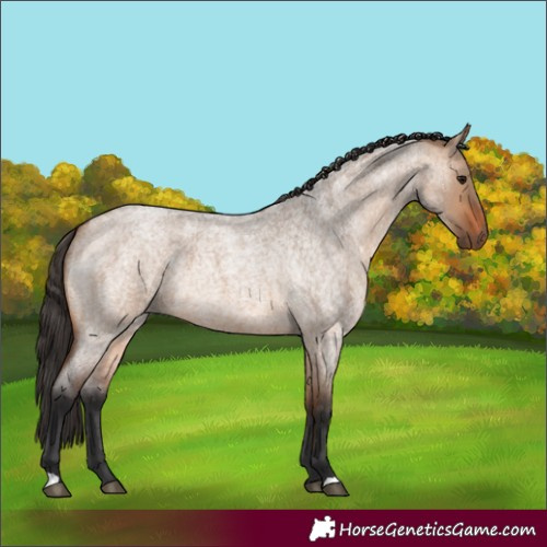 Horse Color:Bay Roan Dun 